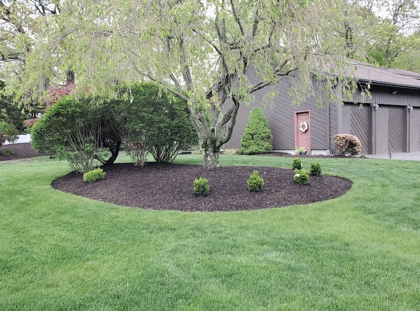 Curved mulch bed with weeping tree and trimmed shrubs in a manicured lawn