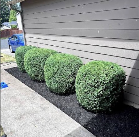 Row of neatly rounded trimmed shrubs in a fresh black mulch bed beside a house