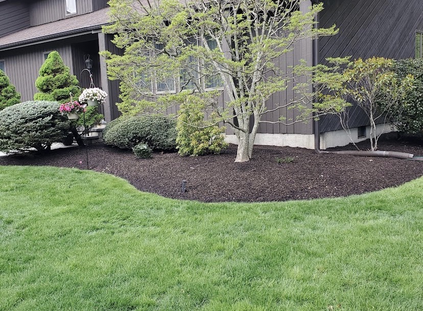 Front foundation bed with layered evergreens and fresh dark mulch